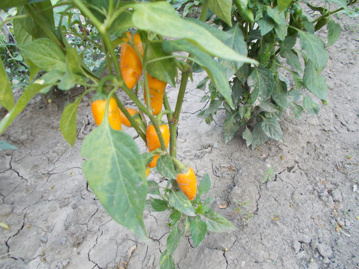 SPANISH PEPPER - SEMINTE ARDEI IUTE CHILI