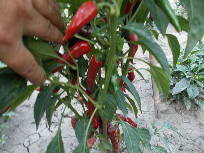 SPANISH CHILLI - SEMINTE ARDEI IUTE CHILI
