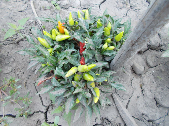 MINI SALSA RED - SEMINTE ARDEI IUTE CHILI