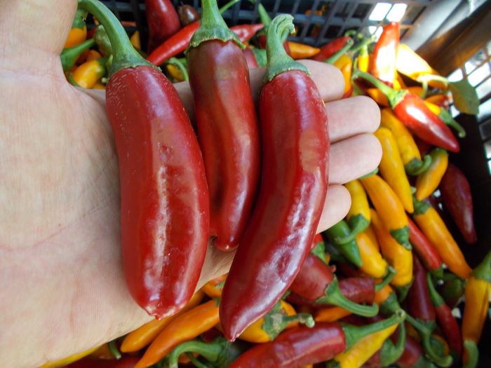 MARE IUTE ROSU - SEMINTE ARDEI IUTE CHILI