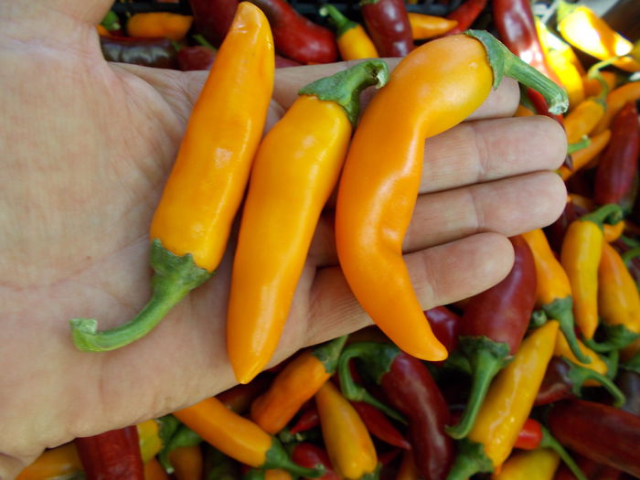 BULGARIAN CARROT - SEMINTE ARDEI IUTE CHILI