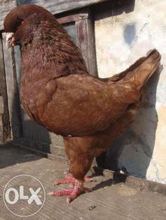 68608384_7_644x461_vand-si-schimb-porumbei-rasa-king- - Porumbei in Lume