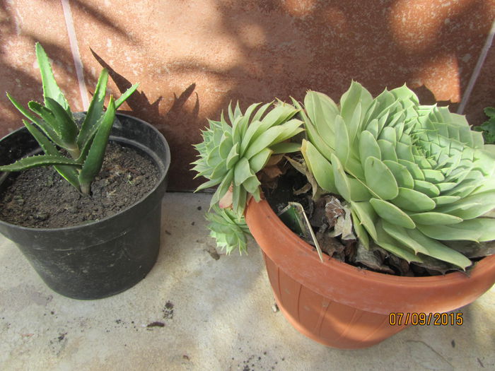 Aloe si serpemvivum