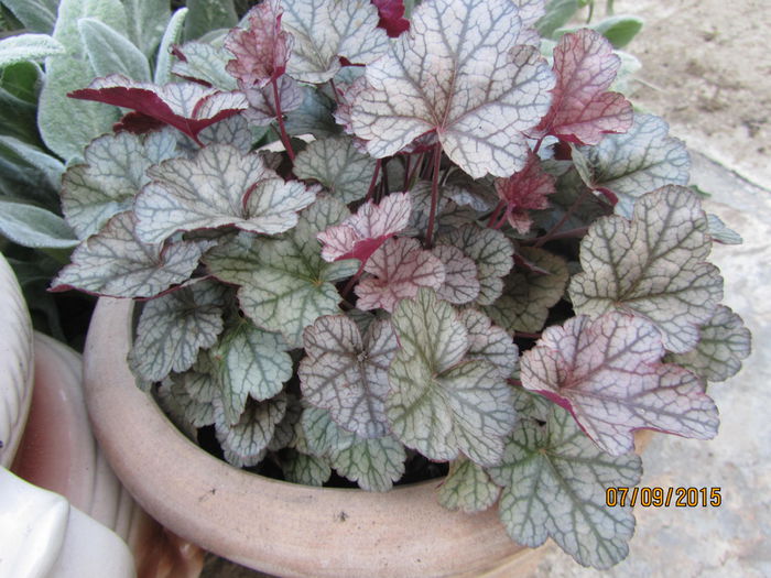 Heuchera
