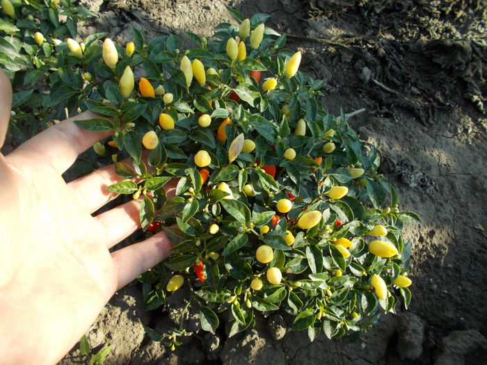 CHILLI PRAIRE FIRE - SEMINTE ARDEI IUTE CHILI