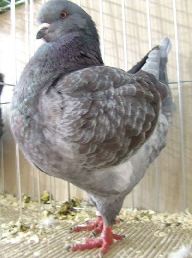 king %280%29 - Porumbei in Lume