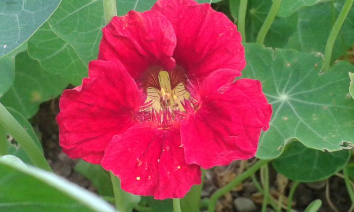 20150919_181343 - dragostea  de natura