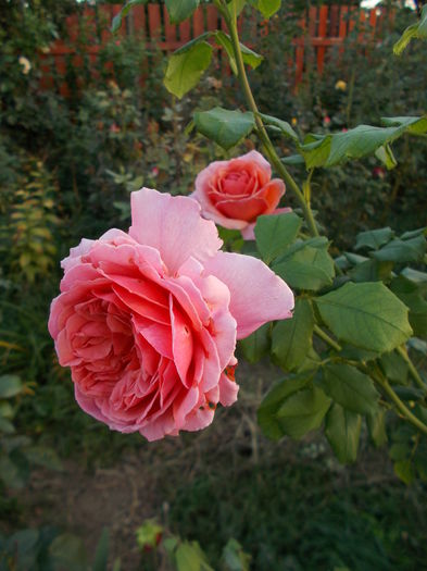 Princess Alexandra of Kent