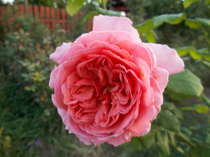 Princess Alexandra of Kent