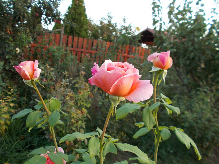 Princess Alexandra of Kent