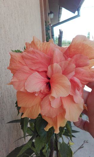 20150917_145905 - hibi clasic apricot