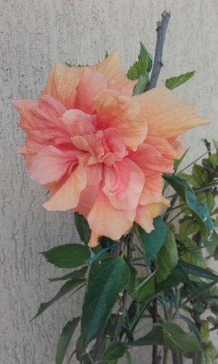 20150917_150327 - hibi clasic apricot