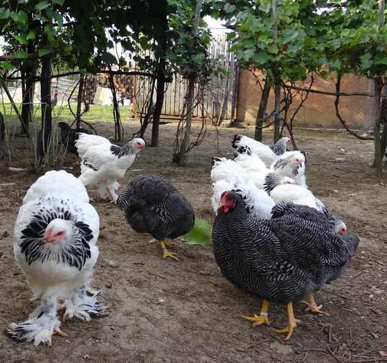 FETE (2) - 6 Tineret 2015