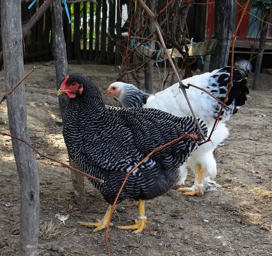 FETE (5) - 6 Tineret 2015