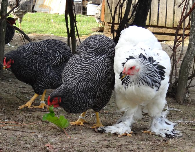 FETE (6) - 6 Tineret 2015