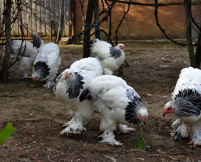 FETE (7) - 6 Tineret 2015