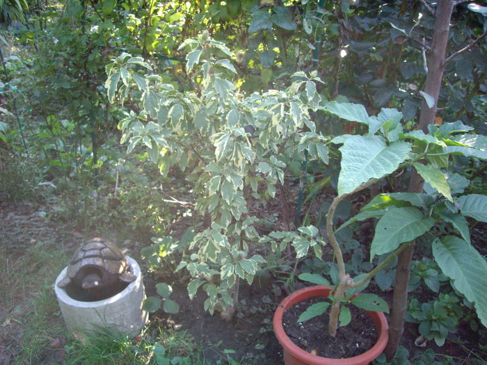 IMGP9019