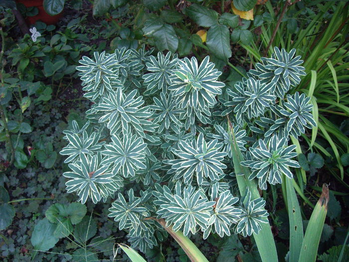 Daphne variegata