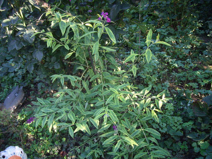 buddleja