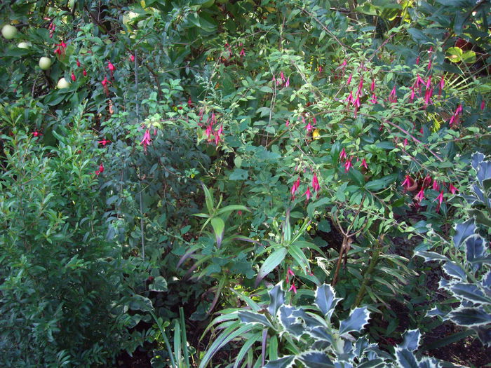 fuchsia de gradina