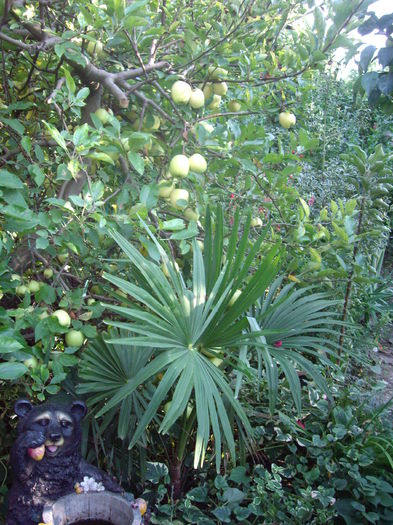 Trachycarpus fortunei-la iernare in gradina