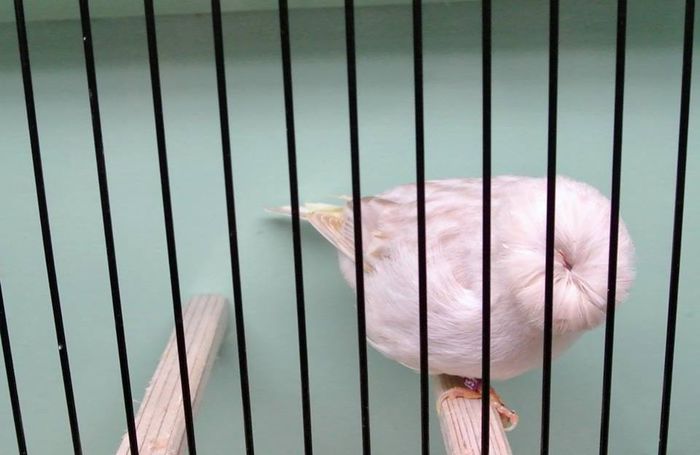 Gloster-culoarea OPAL