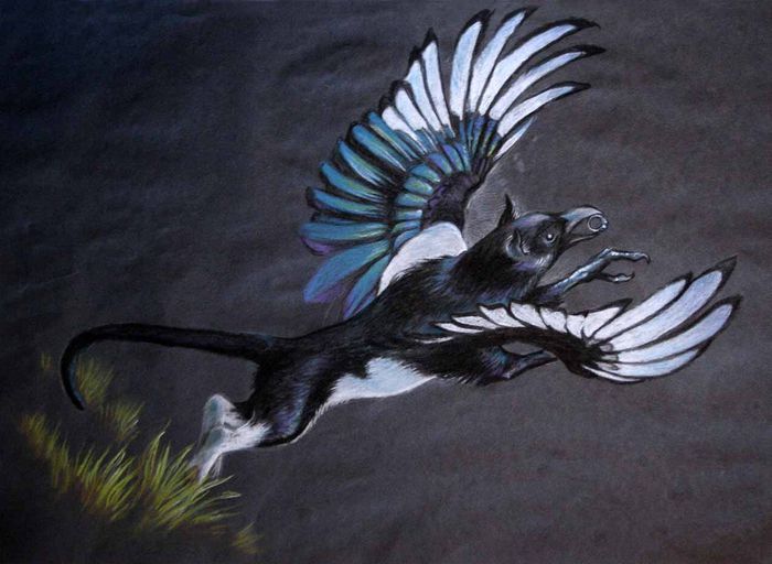 magpie_griffin_by_jmsanford-d5uhjo5 (1) - 0  About