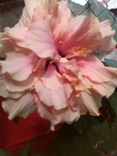 1442830137558 - hibiscus classic pink