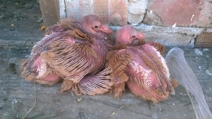 Parcă arătăm mai bine așa... - Pui 2015