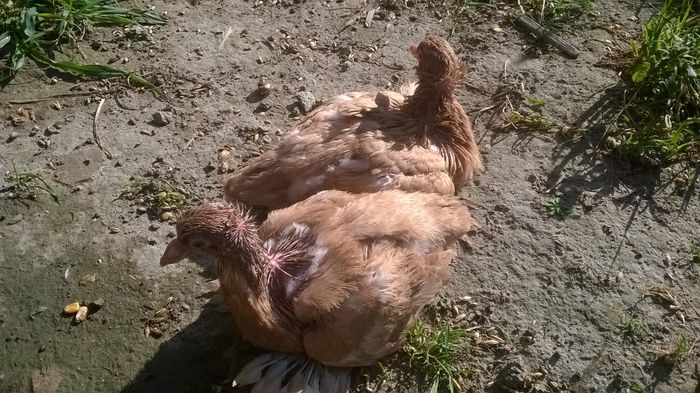 3 săptămâni - Pui 2015