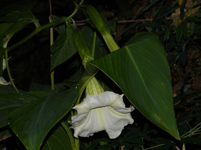DSCN8799