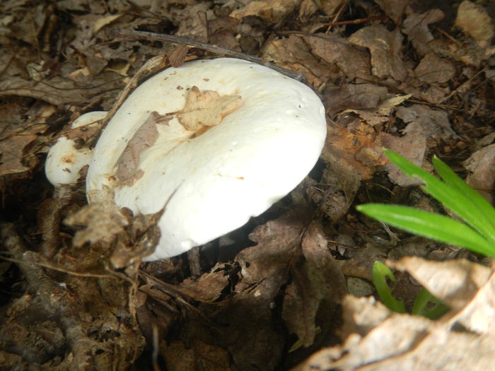 DSCN5294 - Lactarius piperatus - iutari