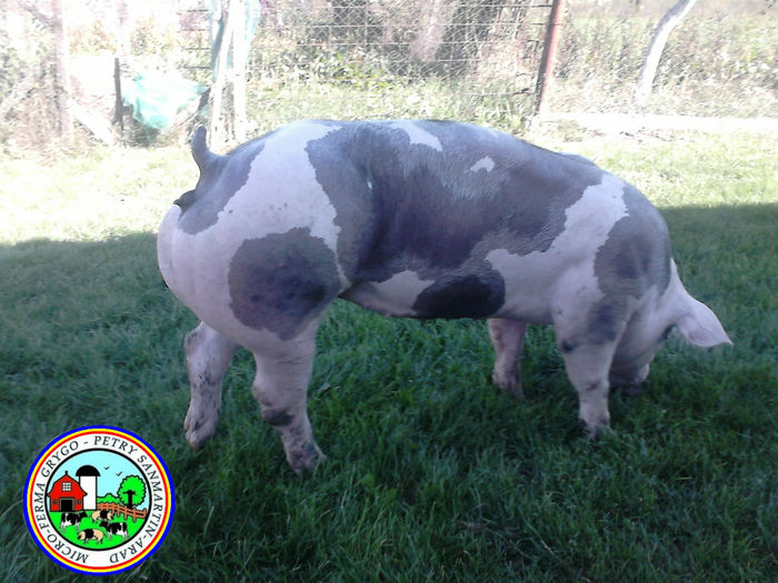 pedigree pietrain pigs Sanmartin - Arad - Romania; pietrain pedigree pigs - Genetica Top - Rasa pura - Sanmartin - Arad - Romania
