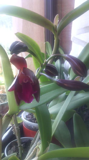 Reinflorire epicattleya - Cattleya-Epicattleya-Laelia