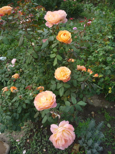 P1330436