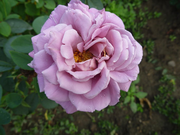 P1330441