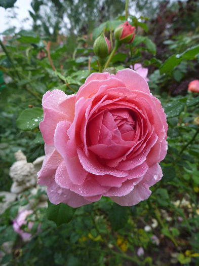 P1330536 - Colectie trandafiri