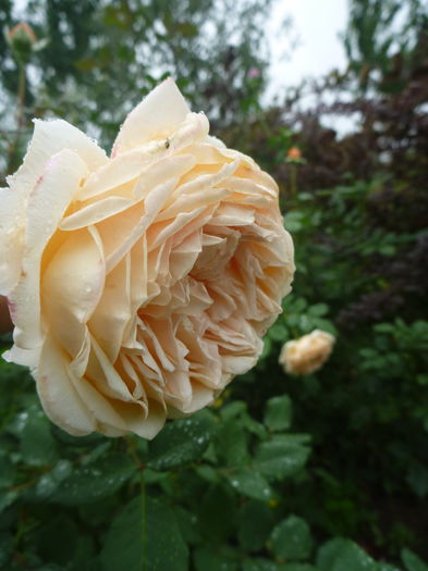 P1330539 - Colectie trandafiri