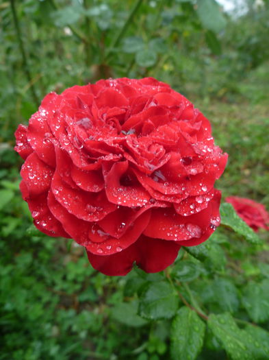 P1330541 - Colectie trandafiri