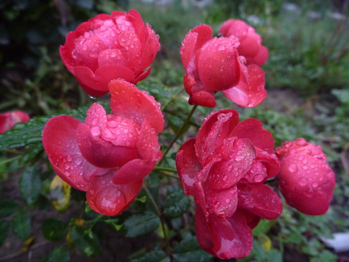 P1330563 - Colectie trandafiri