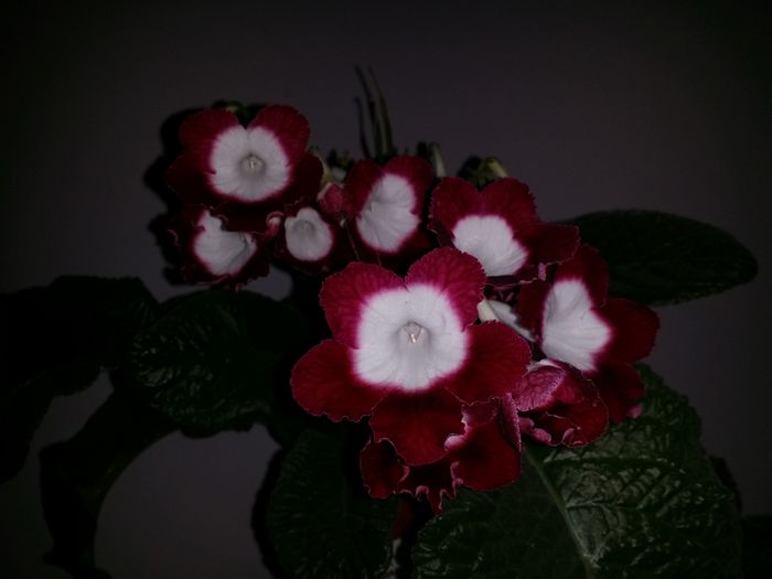 20150921_175549 - Plante in ghiveci 2