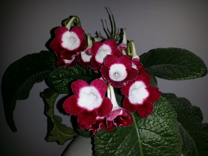 20150921_175620 - Plante in ghiveci 2