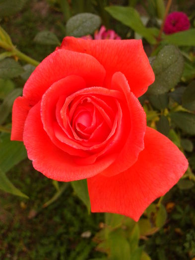 Fotografie0148 - AAAAA_R_TRANDAFIRI 2015_2017