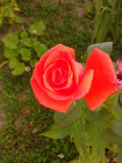 Fotografie0149 - AAAAA_R_TRANDAFIRI 2015_2017