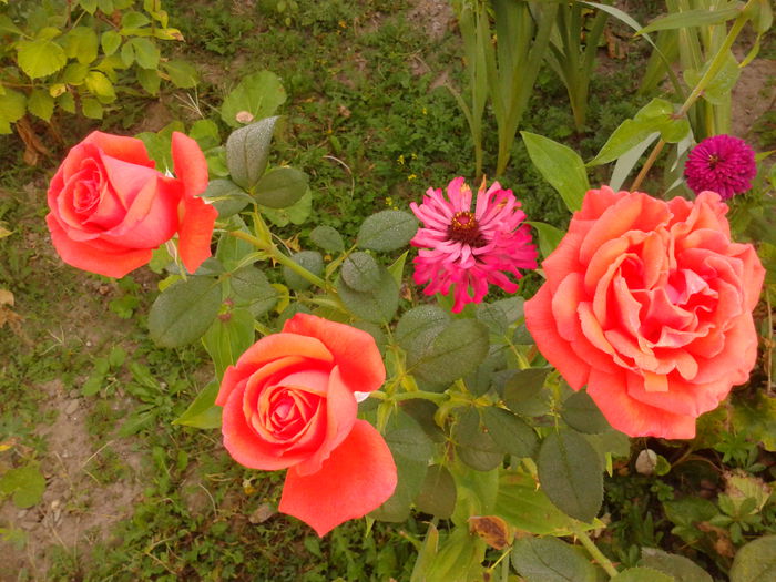 Fotografie0150 - AAAAA_R_TRANDAFIRI 2015_2017