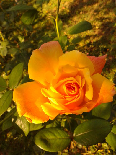 Fotografie0155 - AAAAA_R_TRANDAFIRI 2015_2017