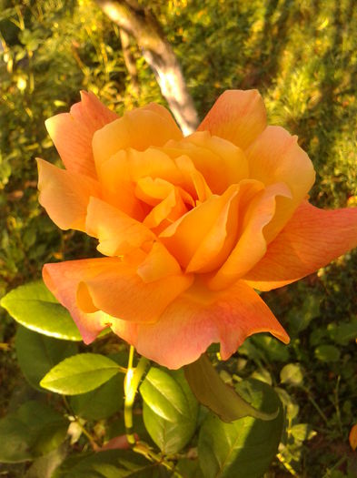 Fotografie0157 - AAAAA_R_TRANDAFIRI 2015_2017