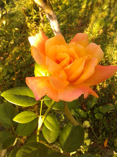 Fotografie0159 - AAAAA_R_TRANDAFIRI 2015_2017