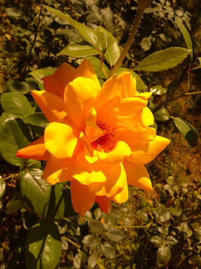 Fotografie0171 - AAAAA_R_TRANDAFIRI 2015_2017