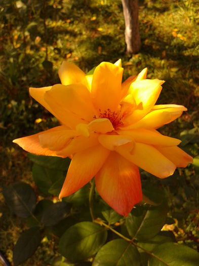 Fotografie0172 - AAAAA_R_TRANDAFIRI 2015_2017